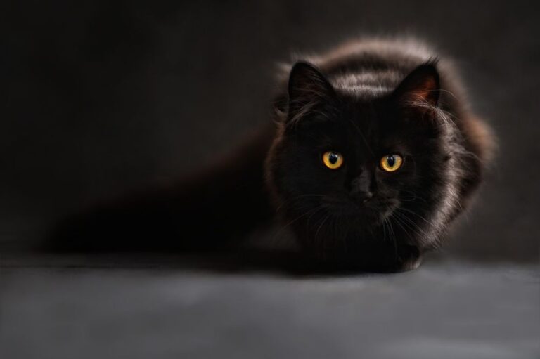 Forrás: Pixabay