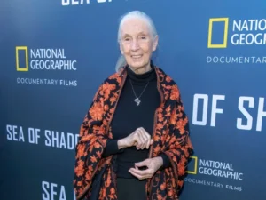 91 esztendős korában elhunyt Jane Goodall / Fotó: Shutterstock