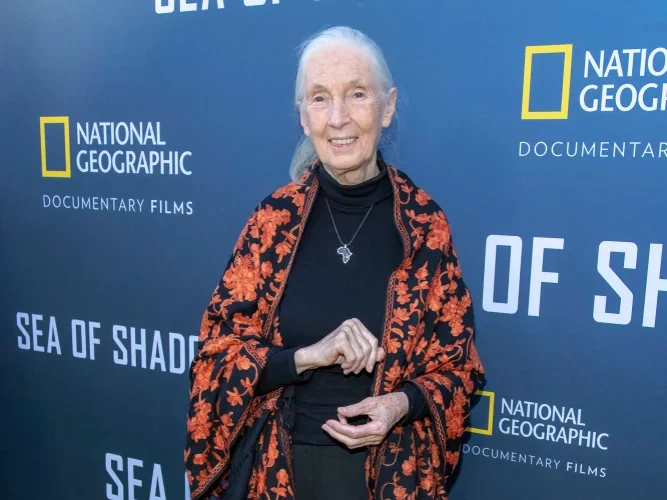 91 esztendős korában elhunyt Jane Goodall / Fotó: Shutterstock