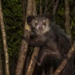 Véznaujjú maki / Fotó: Shutterstock